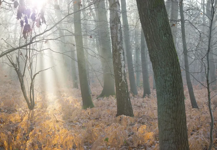 Framed Print : Sunlight in foggy forest, dead