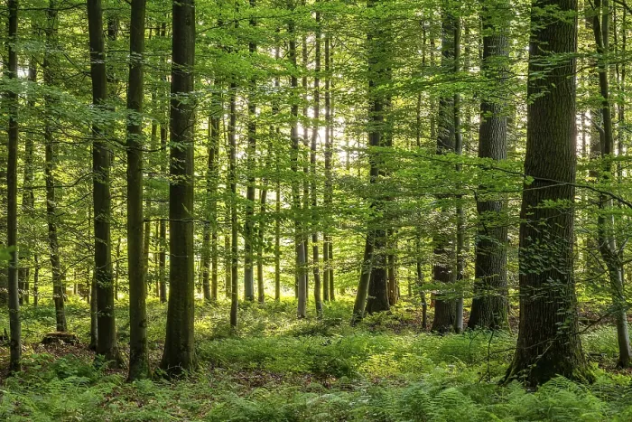 Framed Print : Sunlight penetrates a dense deciduous forest in spring and creates a peaceful and idyllic atmosphere