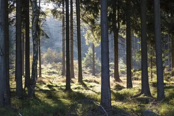 Framed Print : Sunlight in a pine forest, Zittau Mountains
