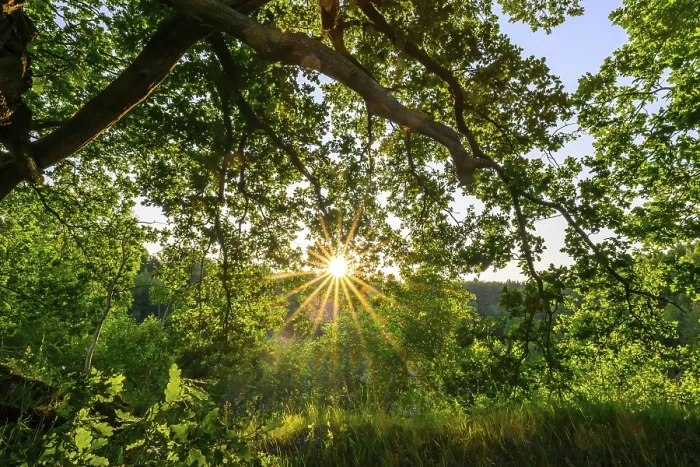 Framed Print : Sunlight shines through the branches of an oak (Quercus robur) in a green forest Framed Print : Sunlight shines through the branches of an oak (Quercus robur) in a green forest