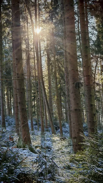 Framed Print : Sunlight streams through tall trees in a quiet forest with spruce trees (picea) Framed Print : Sunlight streams through tall trees in a quiet forest with spruce trees (picea)