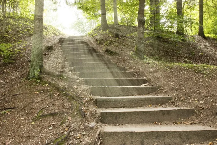 Framed Print : Sunlight in trees of summer forest with a stairway Framed Print : Sunlight in trees of summer forest with a stairway