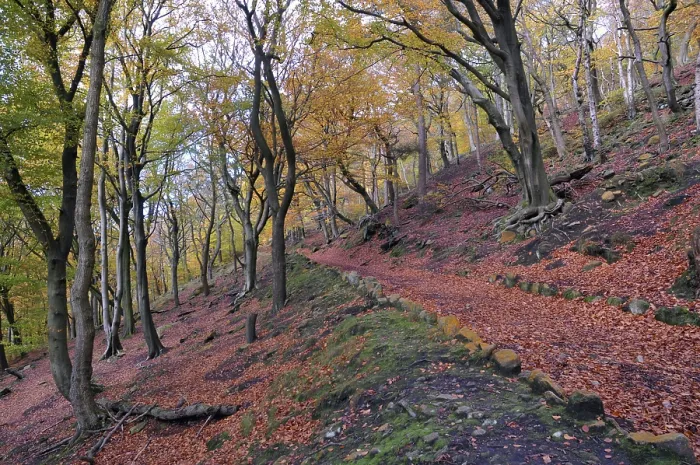 Framed Print : Sunlit footpath next to moss covered stones in autumn woodland with orange
