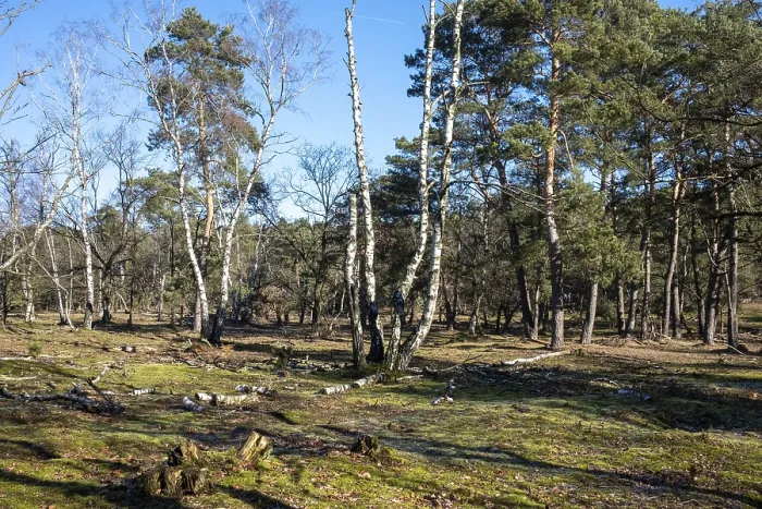 Framed Print : Sunlit forest with various trees casting shadows on a grassy ground Framed Print : Sunlit forest with various trees casting shadows on a grassy ground