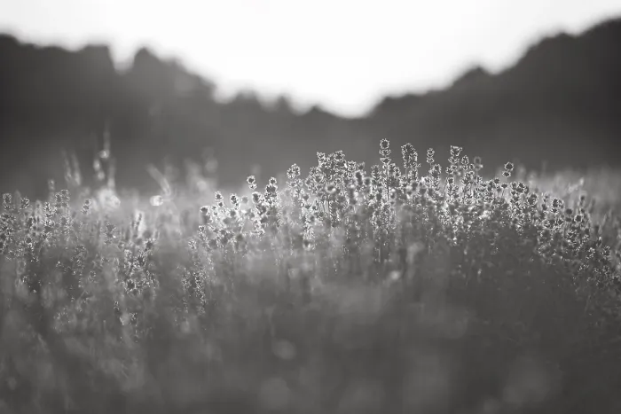 Framed Print : Sunlit lavender flowers at sunset Framed Print : Sunlit lavender flowers at sunset
