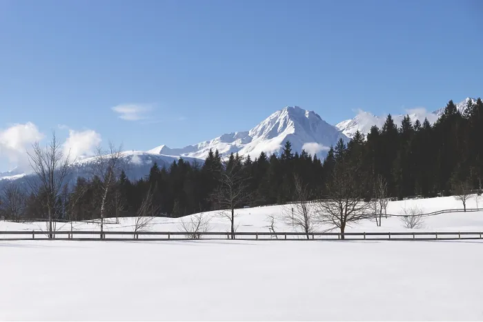 Framed Print : Sunlit snow mountain panorama with evergreen forest and leafless trees along fence in winter landscape Framed Print : Sunlit snow mountain panorama with evergreen forest and leafless trees along fence in winter landscape