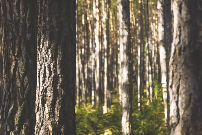 Framed Print : Sunlit spruce trees in a line in a forest with green moss