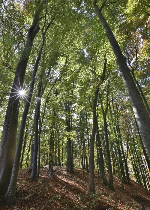 Framed Print : Sunny beech forest in early autumn Framed Print : Sunny beech forest in early autumn