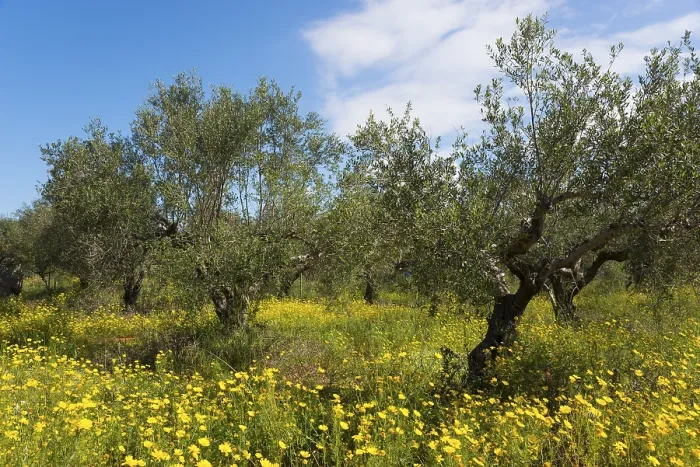 Framed Print : A sunny day in the olive grove with a lively meadow of wild flowers