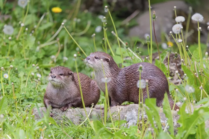 Framed Print : On a sunny day, two oriental small-clawed otter (Aonyx cinerea) are resting in a flowering meadow by the riverbank