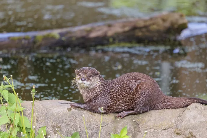 Framed Print : On a sunny day, an oriental small-clawed otter (Aonyx cinerea) is resting on a rock by the riverbank Framed Print : On a sunny day, an oriental small-clawed otter (Aonyx cinerea) is resting on a rock by the riverbank