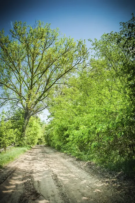 Framed Print : Sunny day on road in forest Framed Print : Sunny day on road in forest
