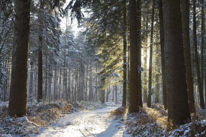 Framed Print : Sunny day in a snowy winter forest