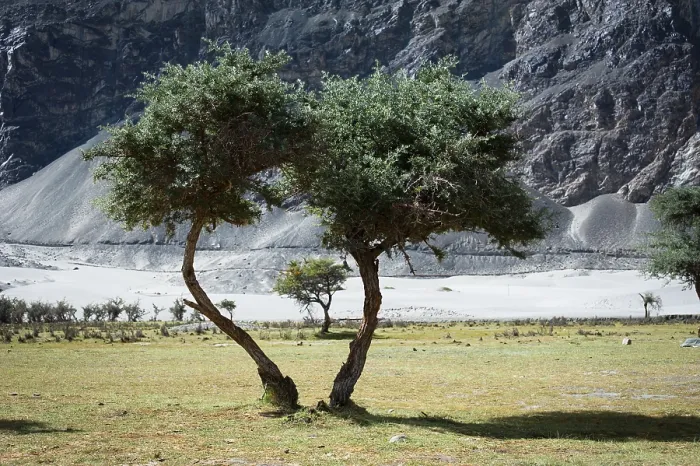 Framed Print : Sunny day view with trees at Nubra Valley