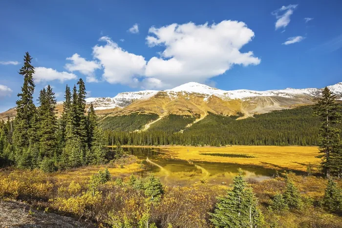 Framed Print : Sunny day. Waterlogged valley in the Rocky Mountains Framed Print : Sunny day. Waterlogged valley in the Rocky Mountains