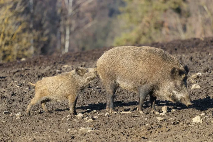 Framed Print : On a sunny day, two wild boars (Sus scrofa) (one adult and one juvenile) are standing in a field Framed Print : On a sunny day, two wild boars (Sus scrofa) (one adult and one juvenile) are standing in a field
