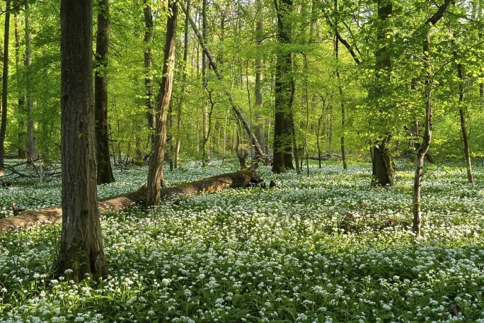 Framed Print : A sunny deciduous forest with white flowering ramson (Allium ursinum) in spring Framed Print : A sunny deciduous forest with white flowering ramson (Allium ursinum) in spring