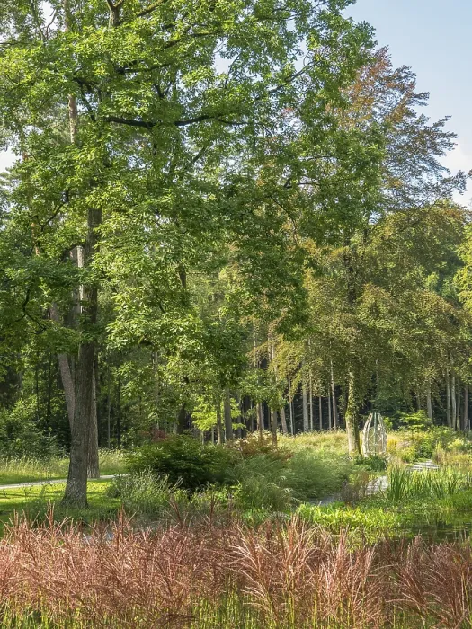 Framed Print : A sunny forest with green trees and a meadow in the foreground Framed Print : A sunny forest with green trees and a meadow in the foreground