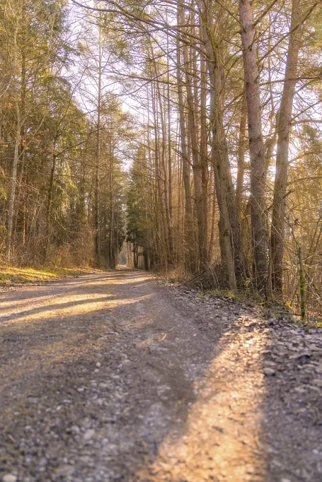 Framed Print : Sunny forest path covered with gravel