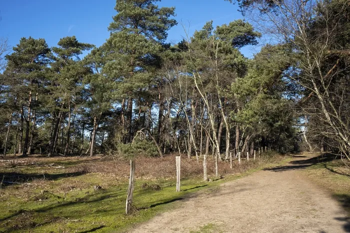 Framed Print : A sunny forest path surrounded by pine trees under a clear blue sky Framed Print : A sunny forest path surrounded by pine trees under a clear blue sky