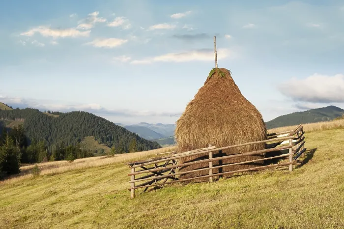 Framed Print : Sunny morning landscape with pine tree highland forest and hay stacks on meadow at Carpathian mountains Framed Print : Sunny morning landscape with pine tree highland forest and hay stacks on meadow at Carpathian mountains