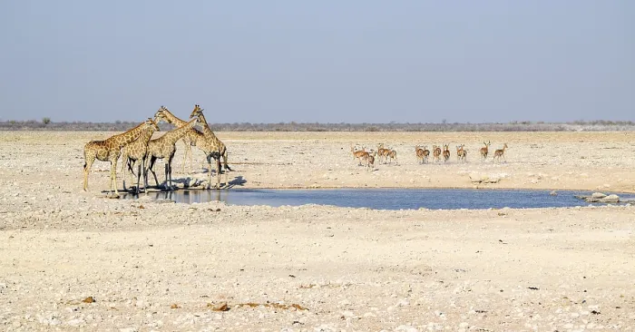 Framed Print : Sunny savannah scenery including a group of giraffes and some gazelles at a waterhole in Namibia