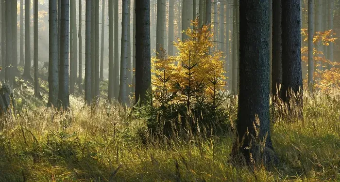 Framed Print : Sunny spruce forest in autumn, eastern Harz foreland
