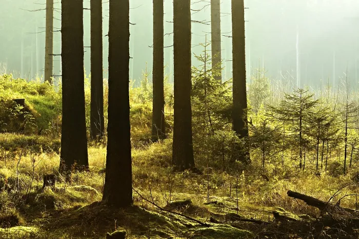 Framed Print : Sunny spruce forest with fog in the morning light Framed Print : Sunny spruce forest with fog in the morning light