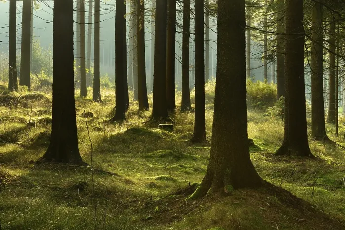 Framed Print : Sunny spruce forest in the morning light
