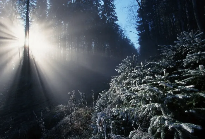 Framed Print : Sunrayes shining through hoarfrost covered trees in mixed forest