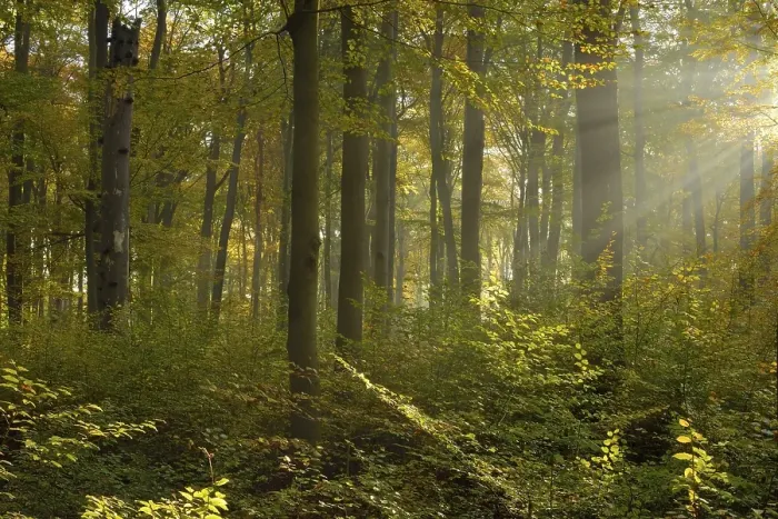 Framed Print : Sunrays in the autumnally coloured deciduous forest from Common beech (Fagus sylvatica)