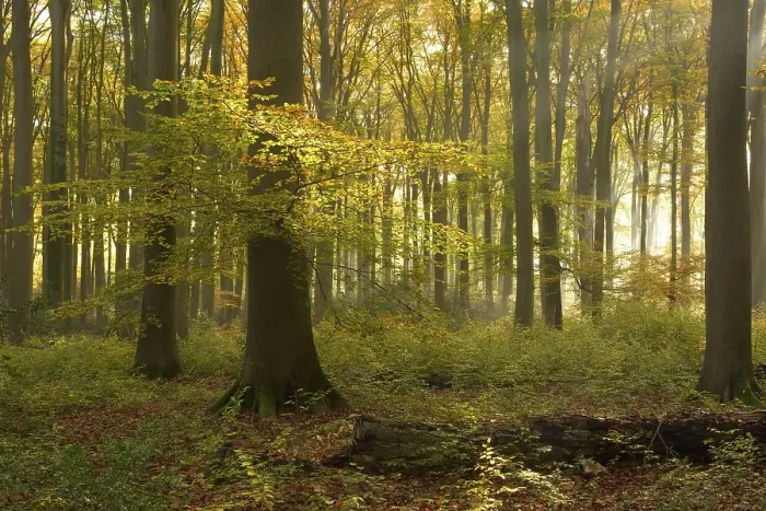 Framed Print : Sunrays in the autumnally coloured deciduous forest from Common beech (Fagus sylvatica) Framed Print : Sunrays in the autumnally coloured deciduous forest from Common beech (Fagus sylvatica)