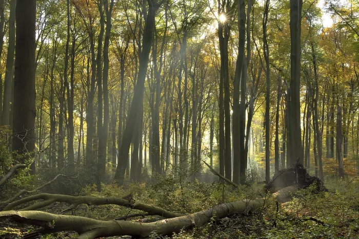 Framed Print : Sunrays in the autumnally coloured deciduous forest from Common beech (Fagus sylvatica)