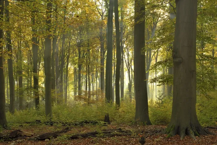 Framed Print : Sunrays in the autumnally coloured deciduous forest from Common beech (Fagus sylvatica) Framed Print : Sunrays in the autumnally coloured deciduous forest from Common beech (Fagus sylvatica)