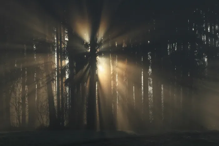 Framed Print : Sunrays break through the wood in the morning