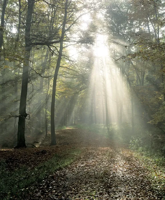 Framed Print : Sunrays breaking through morning mist