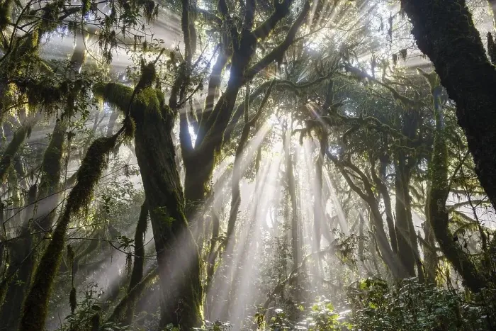 Framed Print : Sunrays in the cloud forest, Garajonay National Park