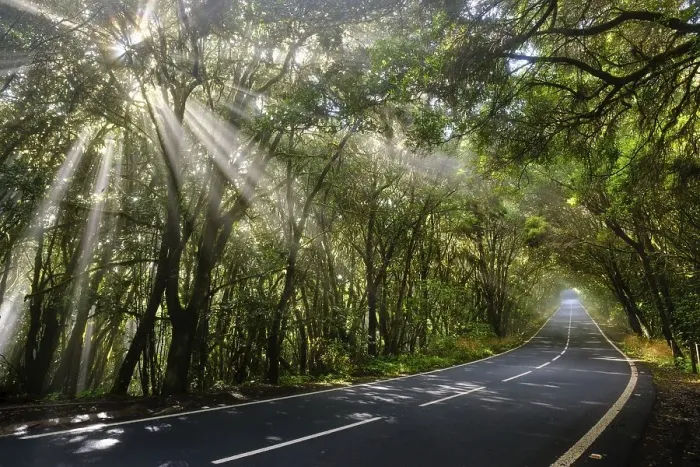 Framed Print : Sunrays in the fog, road in the cloud forest Framed Print : Sunrays in the fog, road in the cloud forest