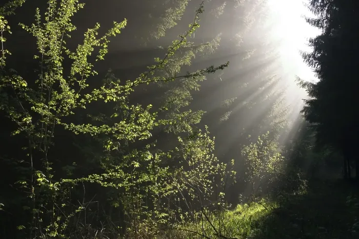 Framed Print : Sunrays in forest, Upper Bavaria, Germany, Europe
