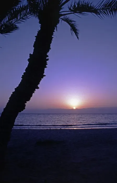 Framed Print : Sunrise on the beach, palm tree, Nuweiba, Sinai Peninsula, Egypt, September 1989, vintage, retro, old, historical, Africa Framed Print : Sunrise on the beach, palm tree, Nuweiba, Sinai Peninsula, Egypt, September 1989, vintage, retro, old, historical, Africa