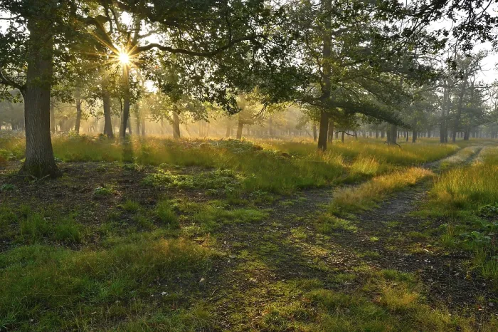 Framed Print : Sunrise in a deciduous forest with a path