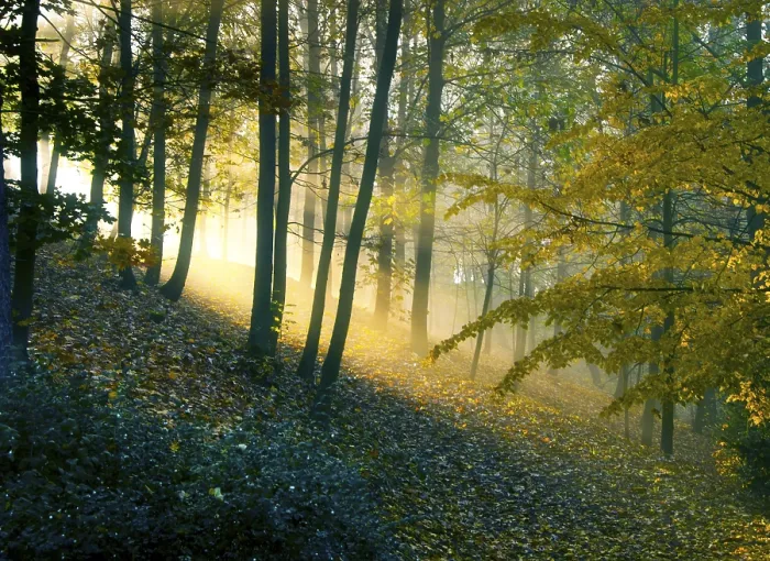 Framed Print : Sunrise filtering through a misty forest creating a golden glow