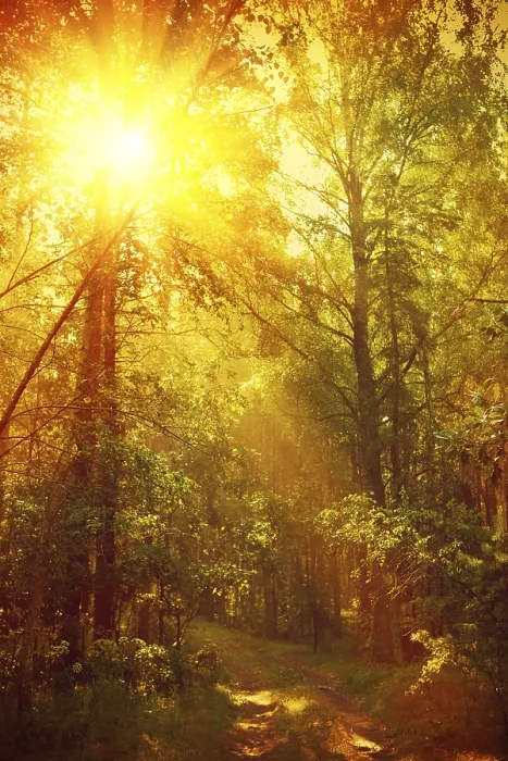 Framed Print : Sunrise in forest instagram style Framed Print : Sunrise in forest instagram style
