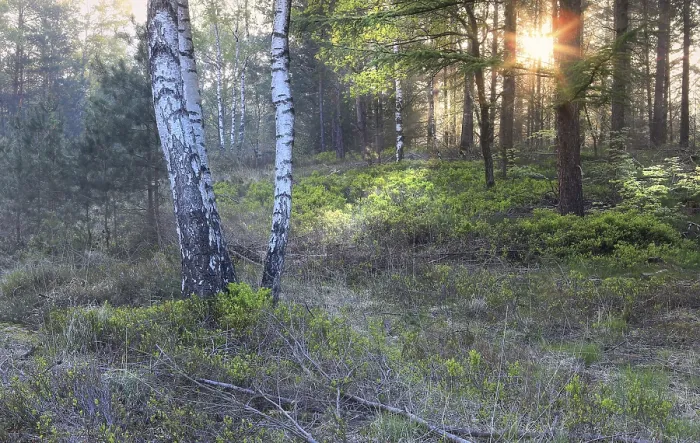 Framed Print : Sunrise in forest wuth birches in summer