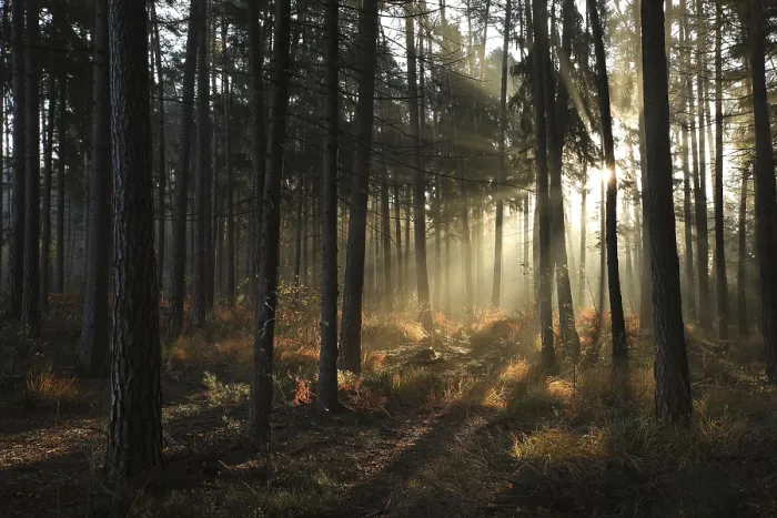 Framed Print : Sunrise in a misty coniferous forest Framed Print : Sunrise in a misty coniferous forest