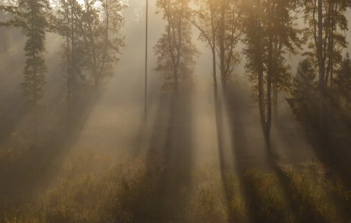 Framed Print : Sunrise with morning fog in the deciduous forest