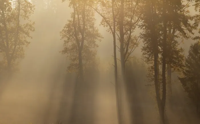 Framed Print : Sunrise with morning fog in the deciduous forest
