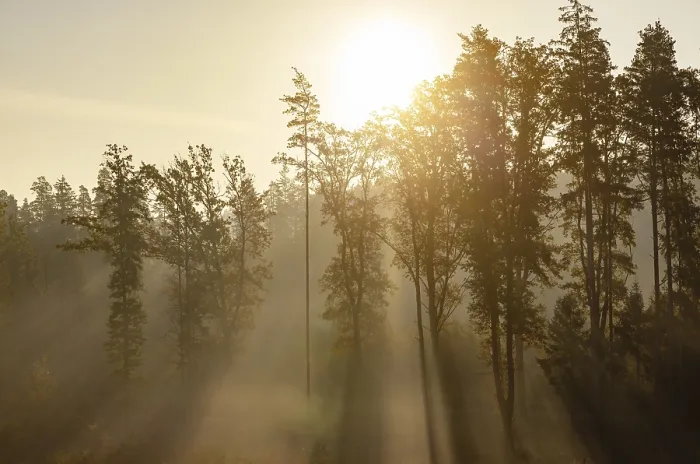 Framed Print : Sunrise with morning fog in the deciduous forest