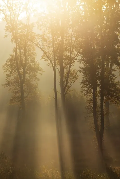 Framed Print : Sunrise with morning fog in the deciduous forest Framed Print : Sunrise with morning fog in the deciduous forest