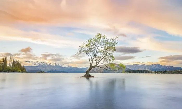 Framed Print : Sunrise, single tree standing in water